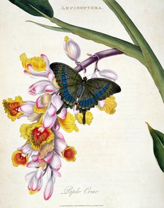 Vlinder: Papilo Crino, gepubliceerd door de kunstenaar, 1798